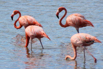 Flamingos