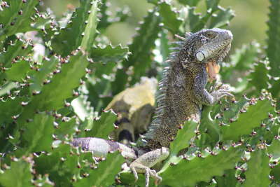 Leguan