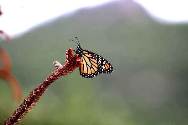 Schmetterling